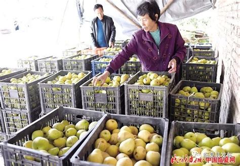 【图片新闻】临夏县坡头乡因地制宜种植啤特果树7000多亩_脱贫