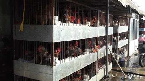 鸡肉价格为何“一飞冲天”记者探访济南农贸市场查找原因_山东要闻_山东新闻_新闻_齐鲁网