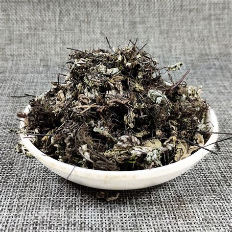 通经草图片