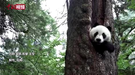四川宝兴：野生大熊猫在树洞玩耍惹人爱_腾讯视频