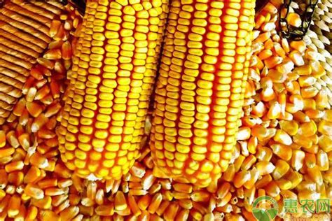 2023年秋玉米价格多少钱一斤？ - 惠农网