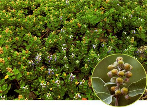 单叶蔓荆-玉环木本植物-图片