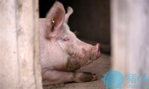 猪病治疗：猪发烧发热该怎么办-综合防治
