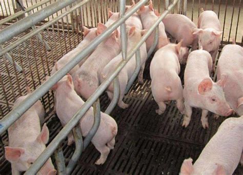 猪的生物学特性都有哪些？如何根据这些特性科学养猪？_猪病治疗_畜牧专家网
