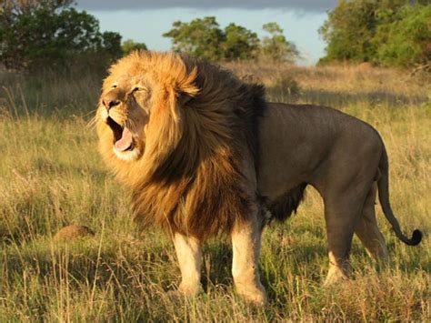 世界上最强的十大猛兽 十大猛兽真实战斗力排行 第一名不是狮子老虎 | WE生活