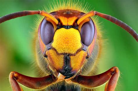 动物图片-微距镜头下的黄边胡蜂头部素材-高清图片-摄影照片-寻图免费打包下载