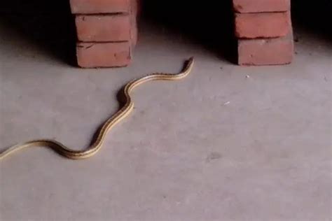 “蛇进家门寓意好”！3条大蛇压塌房顶，蛇进家门真的不能打吗？