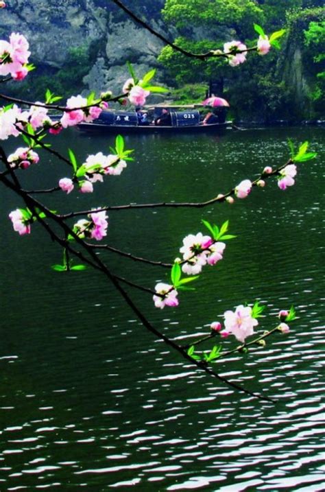 『流年』行走在春天里的花（散文）_江山文学网
