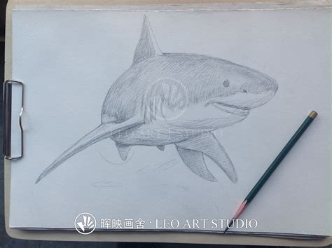 怎么绘画彩色大白鲨的画法带步骤图简笔画图片 - 巧巧简笔画