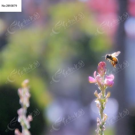 蜜蜂一只亚利桑那汗蜂正在通过强有力图片
