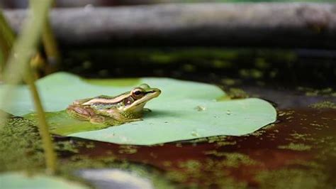你知道青蛙是怎么喝水和呼吸的吗？|青蛙|叫声|水分_新浪新闻