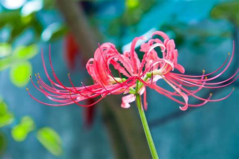 每周一花：彼岸花--陕西省西安植物园 陕西省植物研究所