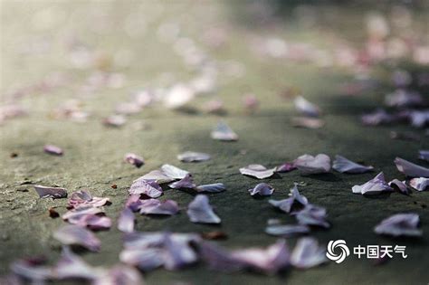 暮春时节，清新脱俗的小众绝美花卉，撑起京城“颜值”半边天，不信你都见过_北京旅游网