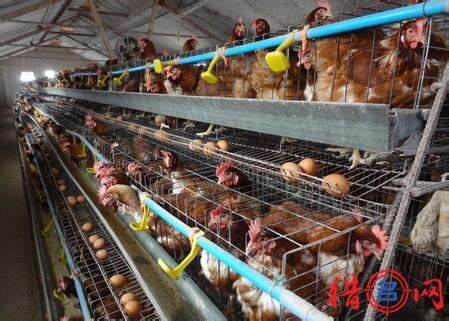 养鸡场需要的设备指南-博龙畜牧机械