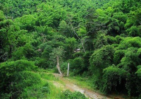 美景 西双版纳原始森林公园 - 关注森林