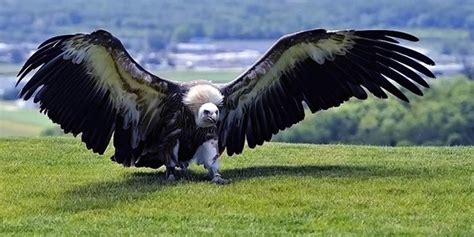 可怕的哈比鹰！世界上最像人类的凶猛飞行物种，真的很像一个鸟人 - 知乎