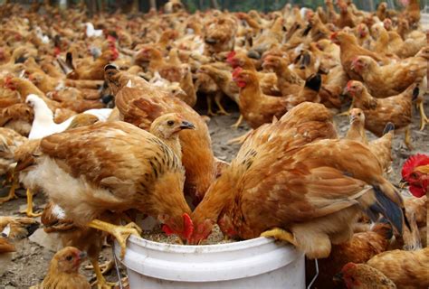 中国十大名鸡品种排行榜，你认识几种？(2)_巴拉排行榜