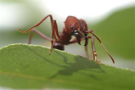 Ant详解- - 阿童沐 - 博客园