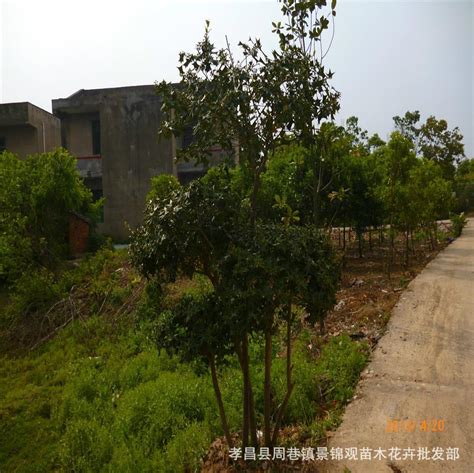 老鼠刺树图片
