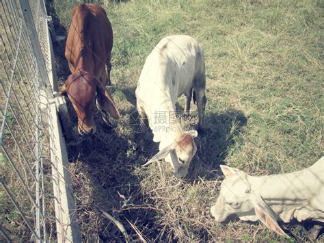 农村的牛和牛高清图片下载-正版图片507169976-摄图网