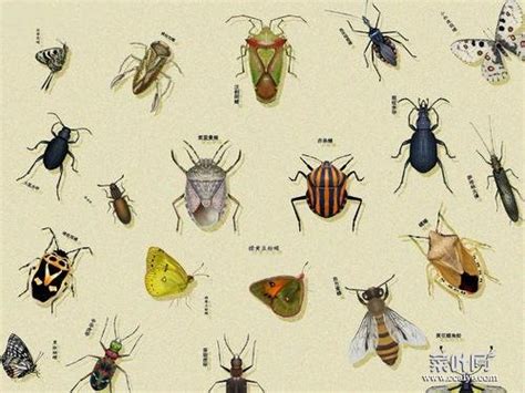昆虫的种类 - 农敢网