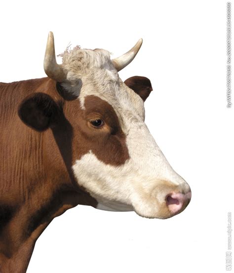 一头奶牛图片-草坪上的奶牛素材-高清图片-摄影照片-寻图免费打包下载