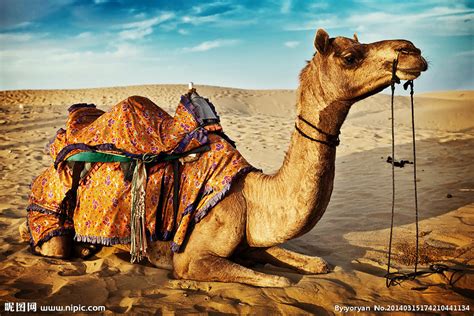 维权 | 骆驼的品牌维权—关于广东CAMEL骆驼与福建（骆驼）商标侵权案的细节