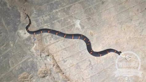 米仓山国家级自然保护区首次发现珍稀蛇类白头蝰蛇_陕西频道_凤凰网