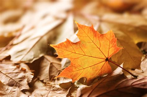 秋天的树叶特写高清摄影大图-千库网