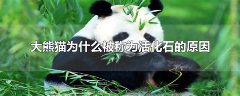 贵州遵义发现大熊猫化石 距今10万年 最早大熊猫竟然是800万年前_今日头条_资讯_遵义网