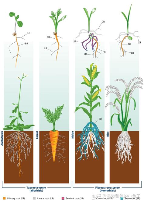 一分钟认清植物结构！来看超简单明了的植物形态图解