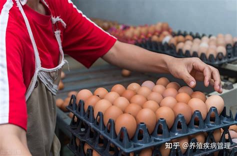 2021年11月22日全国鸡蛋价格行情，仅供参考 - 知乎