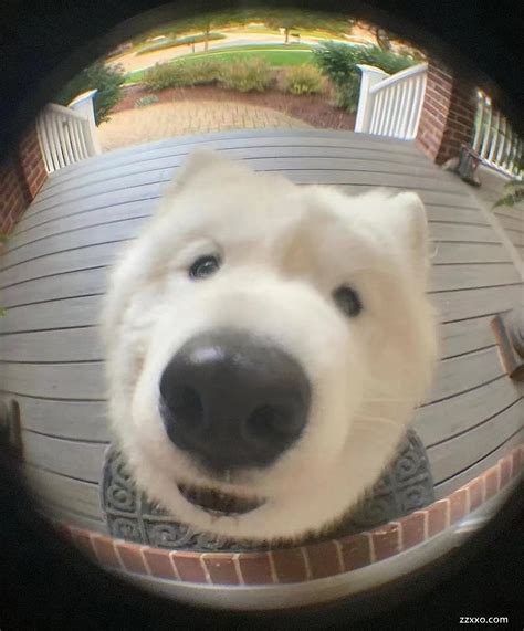 二狗子图片