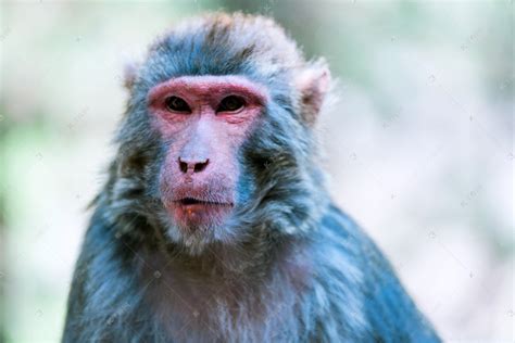 小型猴子品种大全（常见的猴子的名称与对应的图片） – 碳资讯