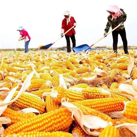 张掖市农业农村局-临泽：打造种子产业集群 推动“绿色”农业提质增效