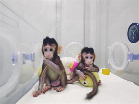 【BBC】首例体细胞克隆猴在中国诞生 - 网帖翻译 - 龙腾网