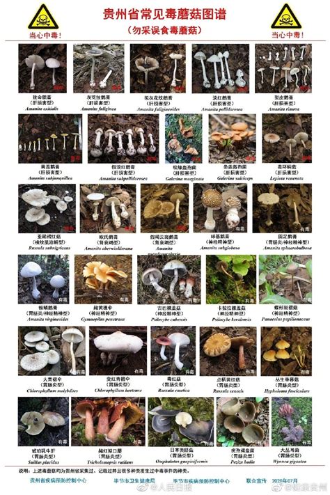 蘑菇和它的亲友们 | 中国国家地理网