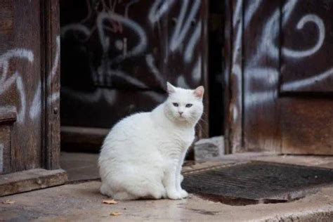 白猫取个特殊的名字,白猫名字不带白字,有创意的猫咪名字_大山谷图库