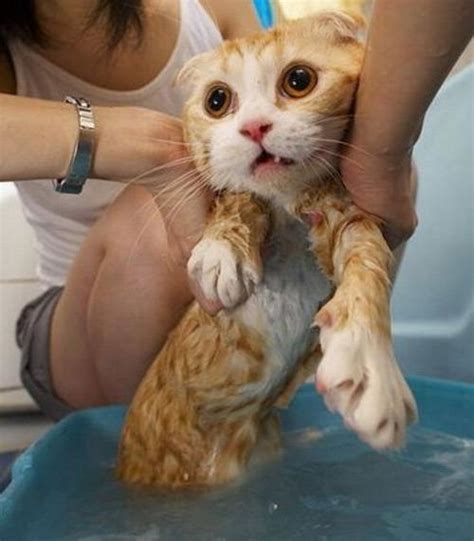 猫咪洗澡水温度一般多少度(猫咪洗澡篇：别让你的无知害了它)-问答屋