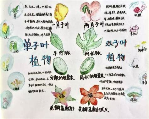 三年级植物记录卡作业玫瑰花-Word模板下载_编号qerbymyn_熊猫办公