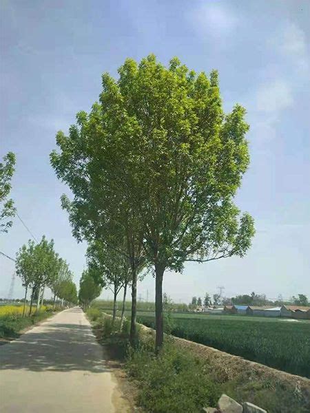 白蜡-郓城县青青苗木种植专业合作社