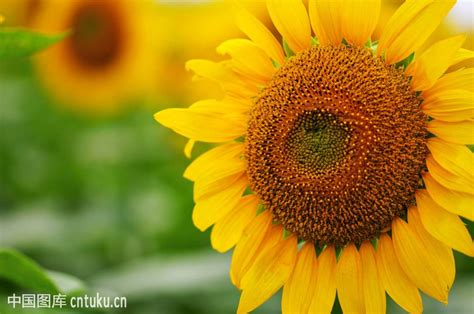 向日葵介绍、向日葵养护注意事项及花语-中国鲜花礼品网