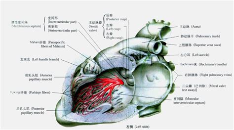 心脏传导系统示意图-人体解剖图,_医学图库