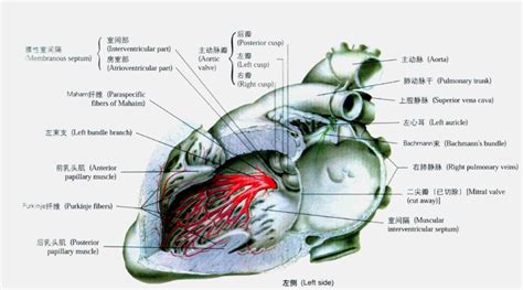 心脏解剖? - 知乎
