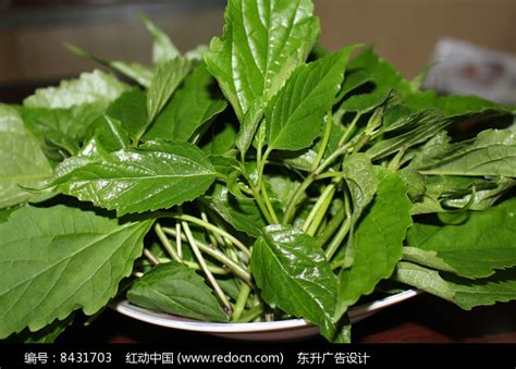 斑鸠叶树图片