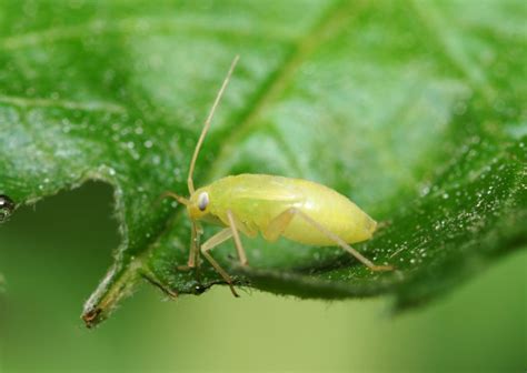 室内植物感染蚜虫之后，用什么方法清除？
