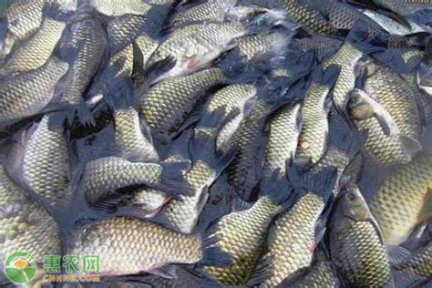 全国淡水鱼价格最新行情及走势 - 惠农网