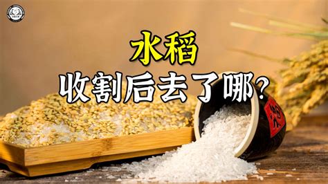 水稻是如何加工成大米的？2分钟带你了解，大米机械化生产全过程