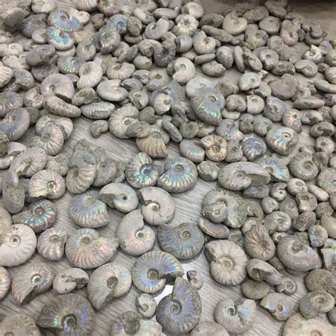 天然斑彩螺原石 菊石 海螺化石 古生物化石-阿里巴巴