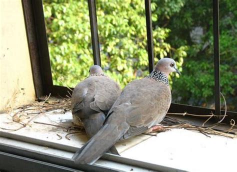 两只斑鸠在男子家窗台筑巢，数月后，男子拍下令人暖心一幕